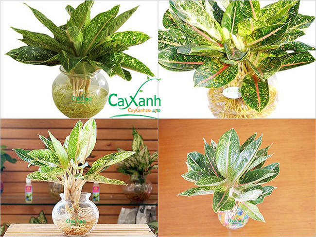 cay-xanh-phong-thuy-tang-cuong-sinh-khi-va-tai-loc-cho-khong-gian-song-67b5511fc8cf4.jpg